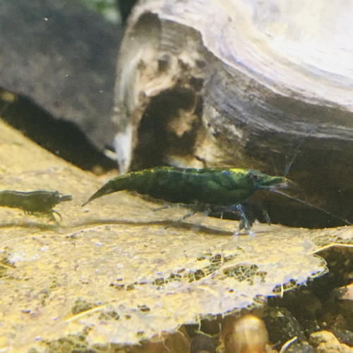 Neocaridina green jade