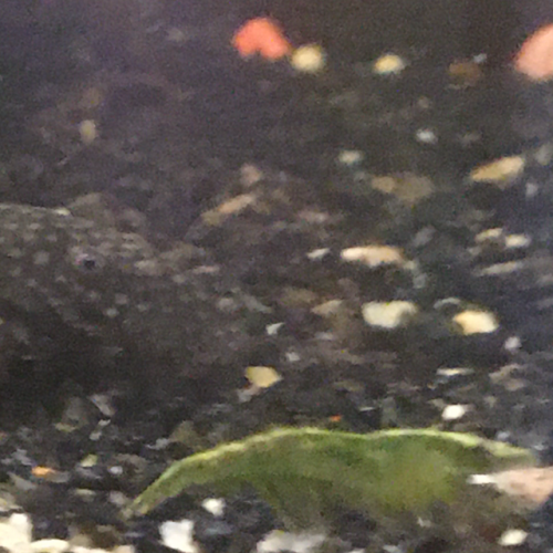 Neocaridina green jade