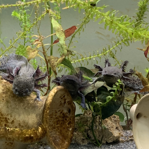 Don axolotl