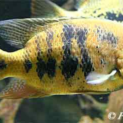 cylchlides americains couple cylclasoma bocourti