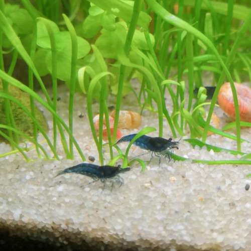 Crevettes Neocaridina Davidi Blue Velvet