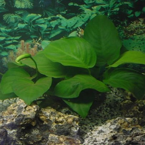 Vend rhizome d'Anubias barteri var. nana (de 10 à 15 cm)