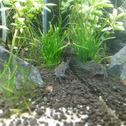 Corydoras-Julii