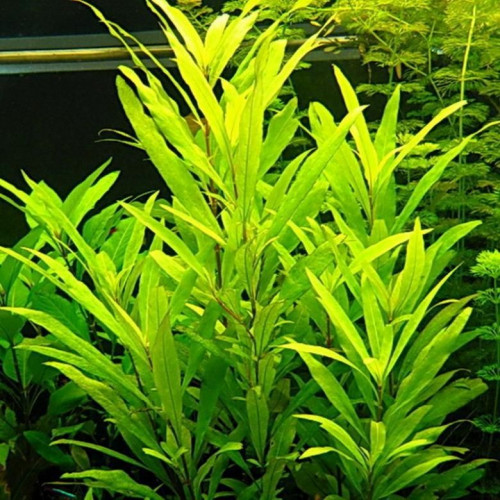 Vend  lot de 3 brins de Hygrophila Corymbosa/ Nomaphila  Siamensis