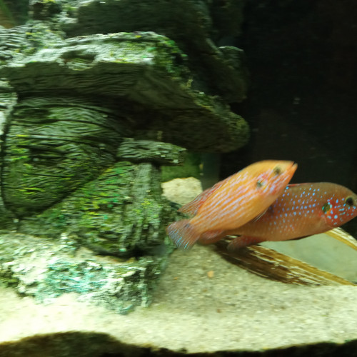 Cichlidé Emichromis couple