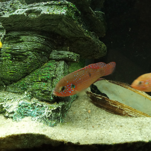 Cichlidé Emichromis couple