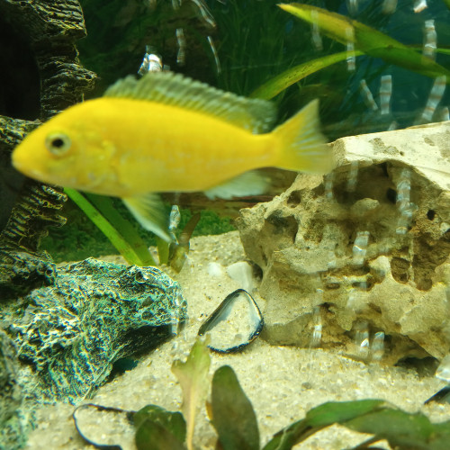 Labidochromis  trio