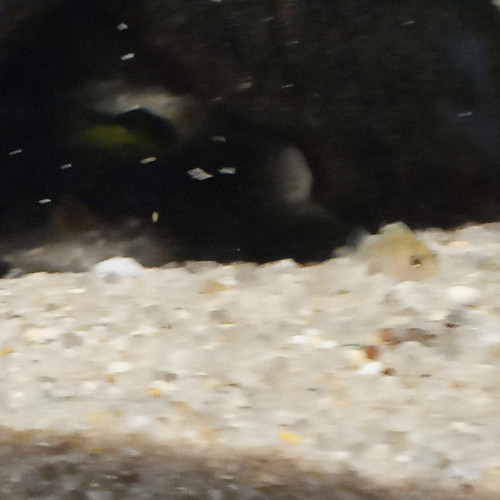 Labidochromis  alevins