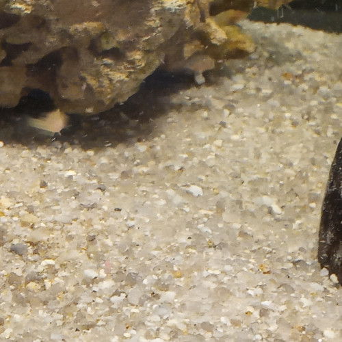 Labidochromis  alevins
