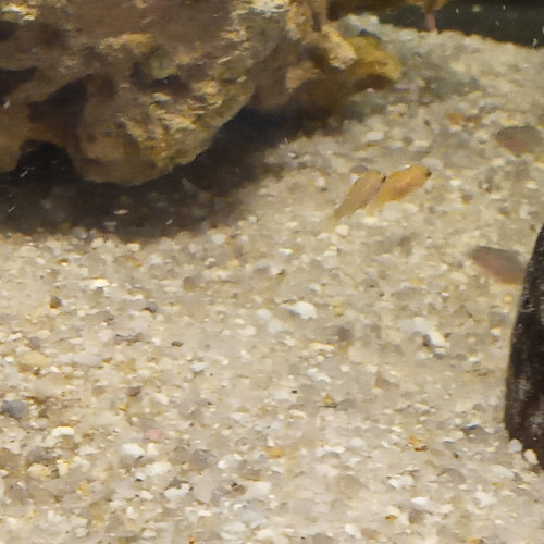 Labidochromis  alevins