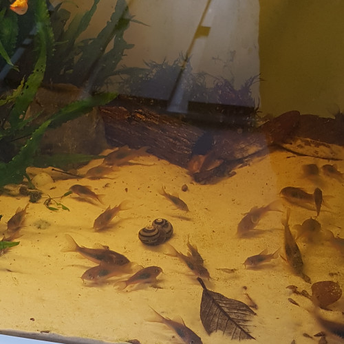 Corydoras bronze