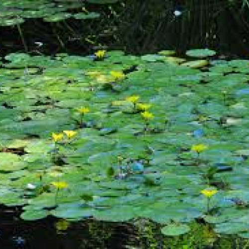 Faux-nénuphar / Nymphoide peltata bassin ou autre prix dégressif par 3, par 5