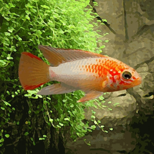 Apistogramma viejeta gold (environ 5 cm)