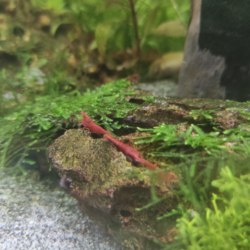 Crevettes red cherry