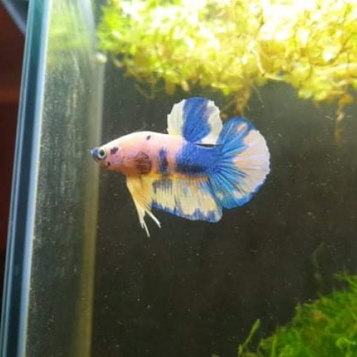 Betta importé indonésie