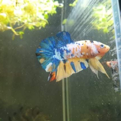 Betta importé indonésie