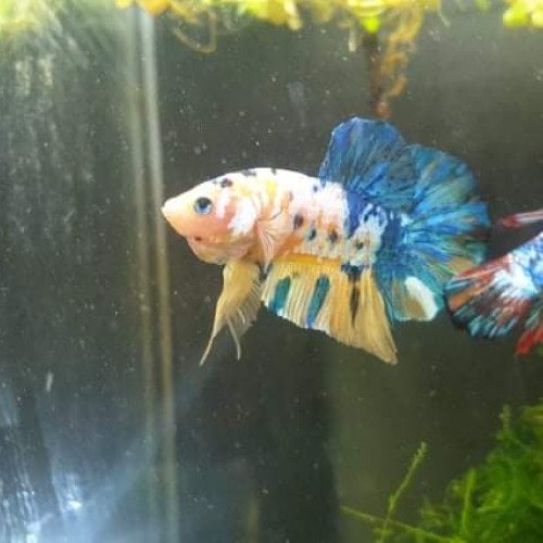 Betta importé indonésie