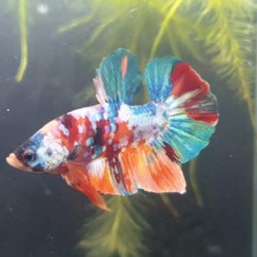 Betta importé indonésie