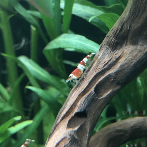 Caridina Red Crystal déclassées