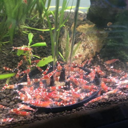 Caridina Red Crystal déclassées