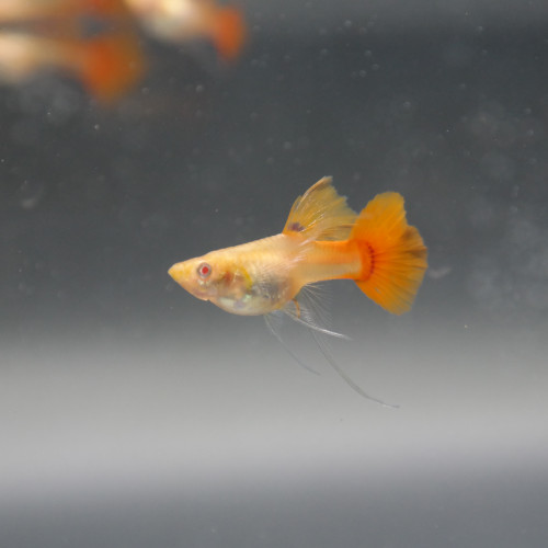 Guppy Super Red Long nageoir <rare>