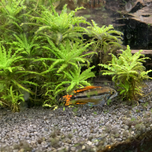 Apistogramma cacatuoides double red