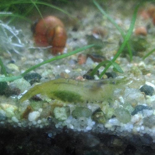 Crevettes Caridina Babaulti