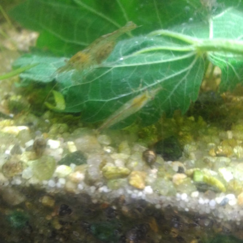 Crevettes Caridina Babaulti