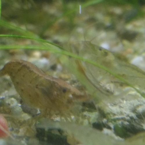 Crevettes Caridina Babaulti