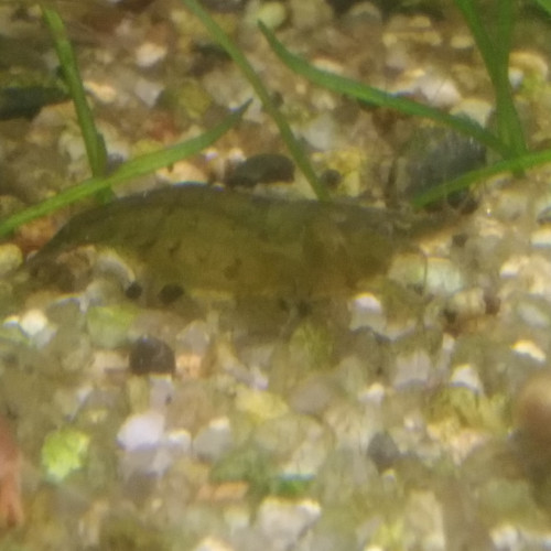 Crevettes Caridina Babaulti