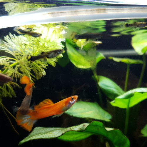 Guppy male rouge orange