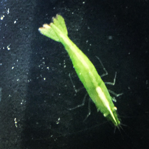 Caridina cantonensis babaulti green