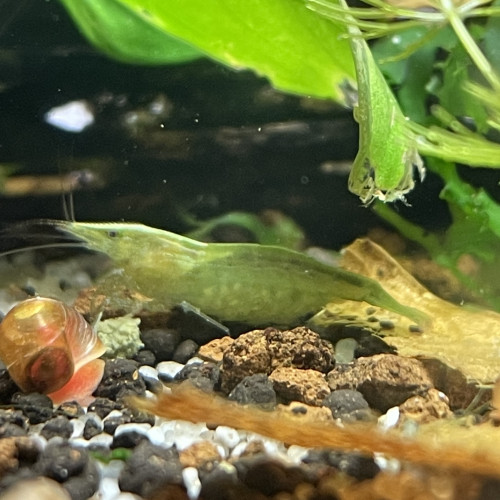 Caridina cantonensis babaulti green