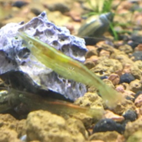 Caridina cantonensis babaulti green