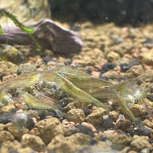 Caridina cantonensis babaulti green