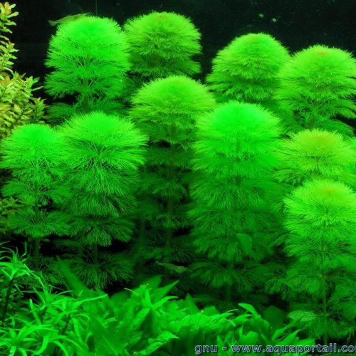 Boutures de Limnophila