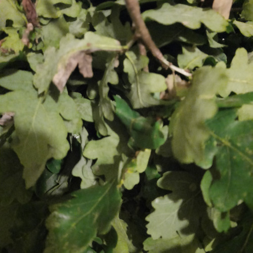 Feuilles de Chênes séchées