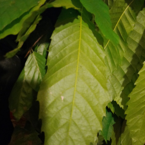 Feuilles de châtaignier