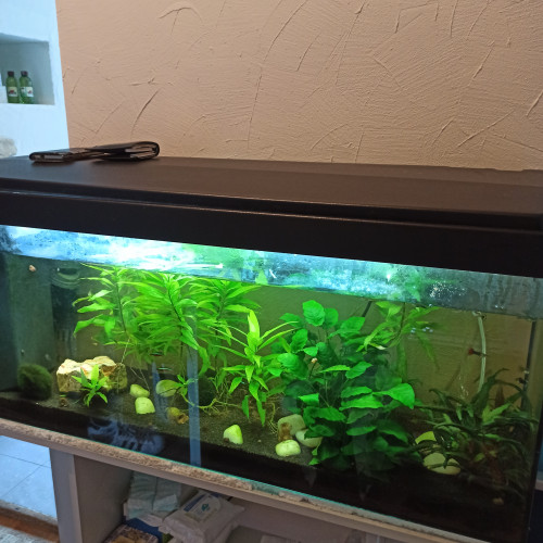 Vend aquarium et son meuble plus tout le materiel