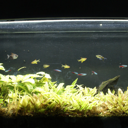 Aquarium 240l + poissons + plante
