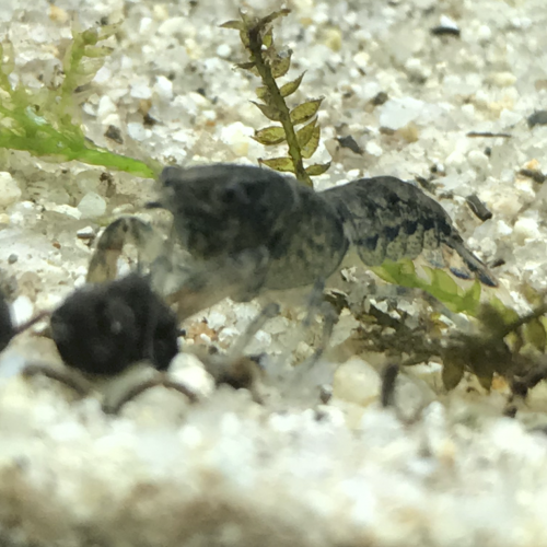 Ecrevisses naines CPO  à donner