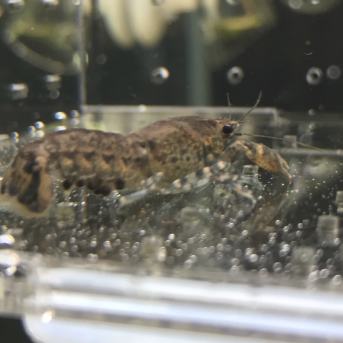Ecrevisses naines CPO  à donner