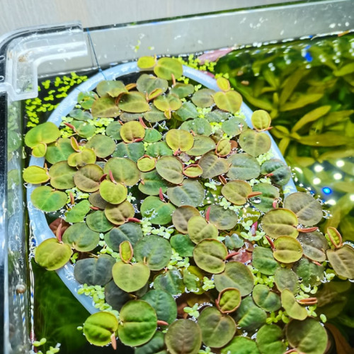 Phyllanthus Fluitans Plante flottante