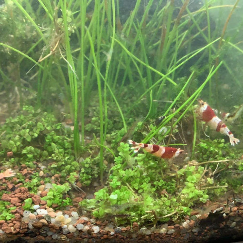 Crevettes red crystal