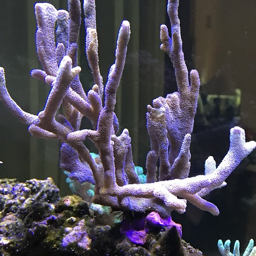 montipora digitata bleu-gris