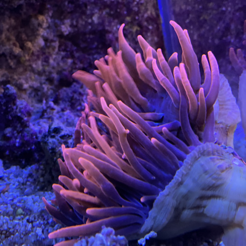 ANEMONE ENTACMEA QUADRICOLOR