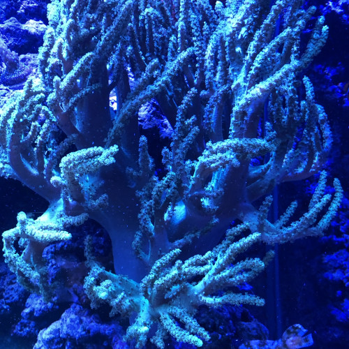 SINULARIA FLEXIBILIS Australie vert ultra