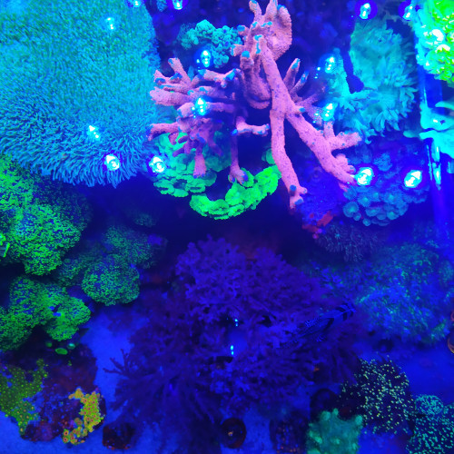 Vend corail