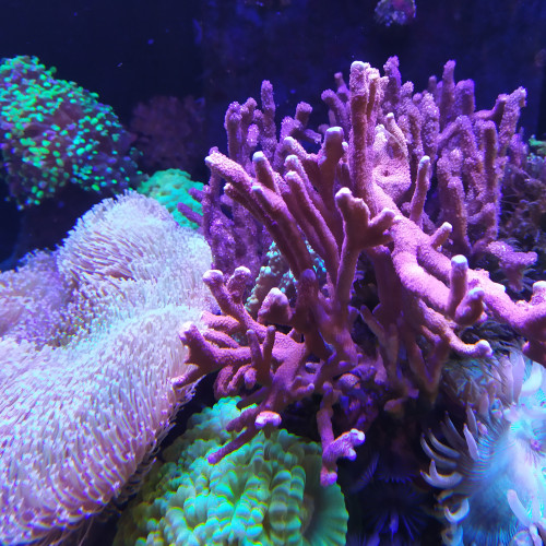 Vend corail