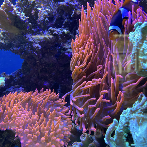 ANEMONE ENTACMEA QUADRICOLOR